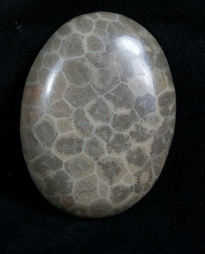 Polished Fossil Coral Cab - Indonesia #4627